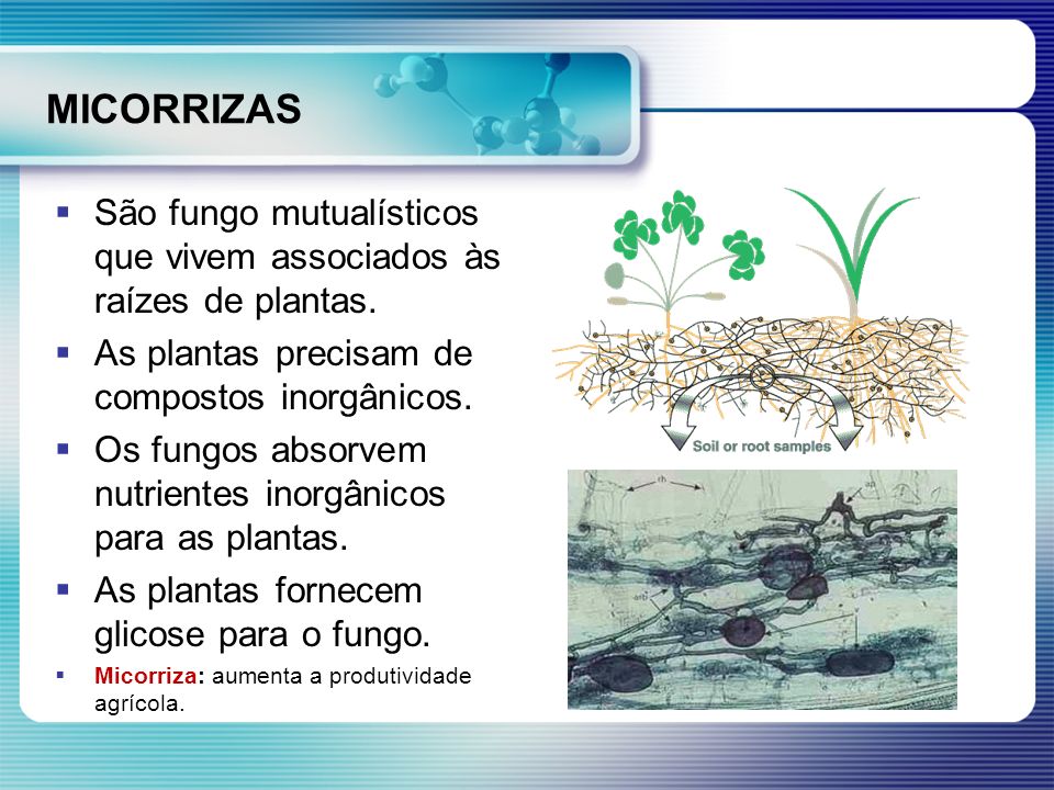MICORRIZAS São fungo mutualísticos que vivem associados às raízes de plantas. As plantas precisam de compostos inorgânicos.