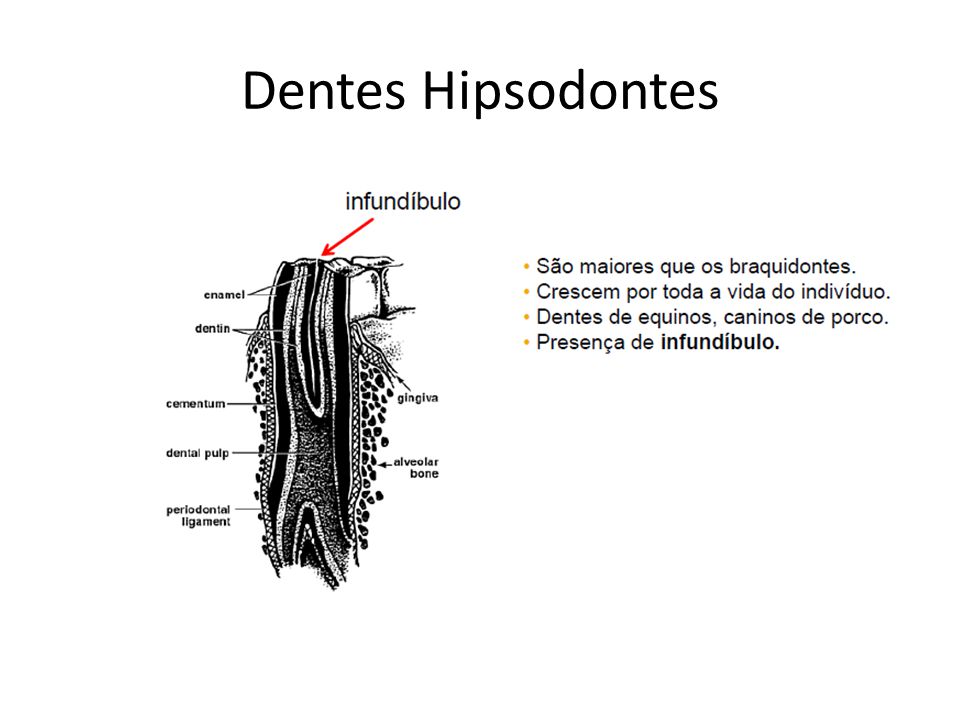 Dentes Hipsodontes