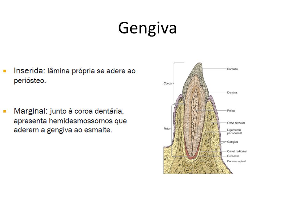 Gengiva