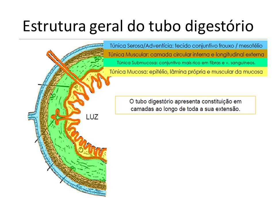 Estrutura geral do tubo digestório