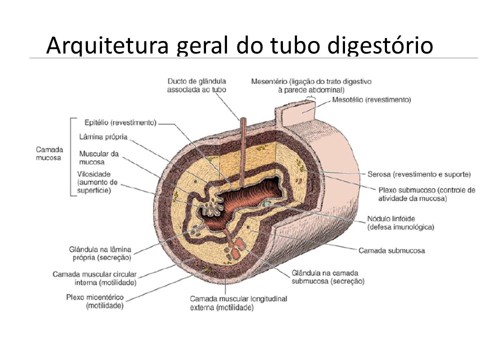 Arquitetura geral do tubo digestório