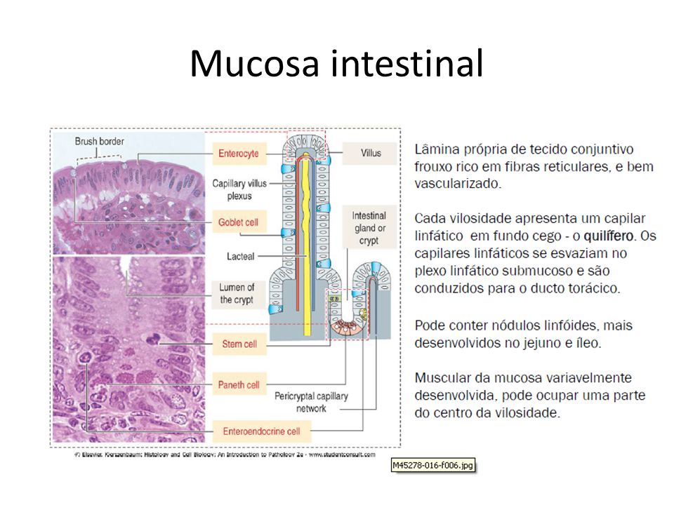 Mucosa intestinal