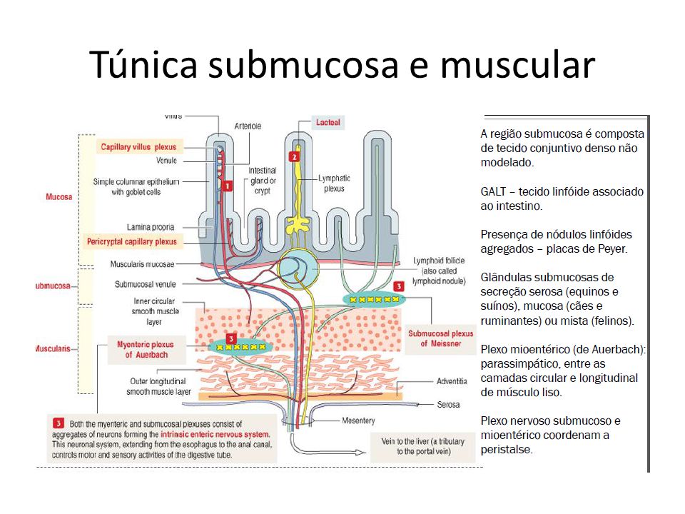 Túnica submucosa e muscular