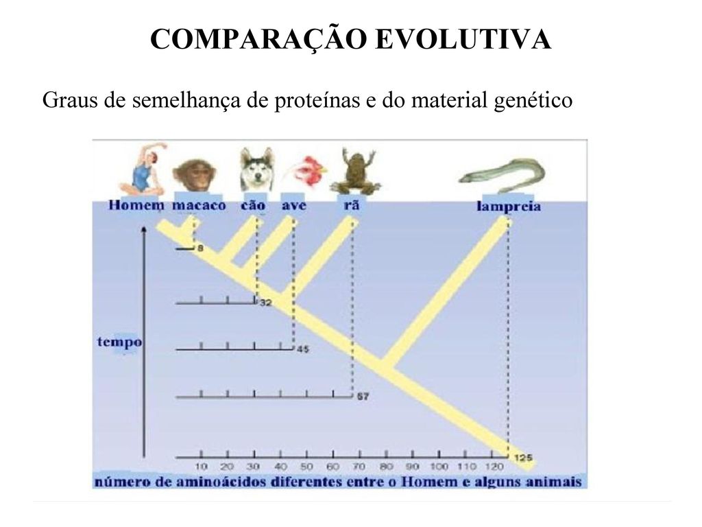 COMPARAÇÃO EVOLUTIVA Graus de semelhança de proteínas e do material genético
