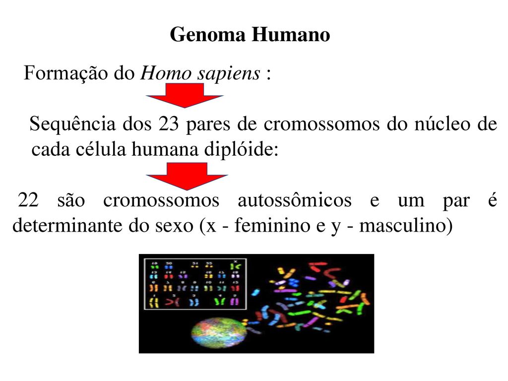 Genoma Humano Formação do Homo sapiens : Sequência dos 23 pares de cromossomos do núcleo de cada célula humana diplóide: