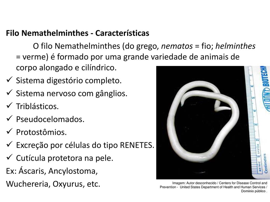 nemathelminthes este un nume generic enterobius vermicularis epidemiologia