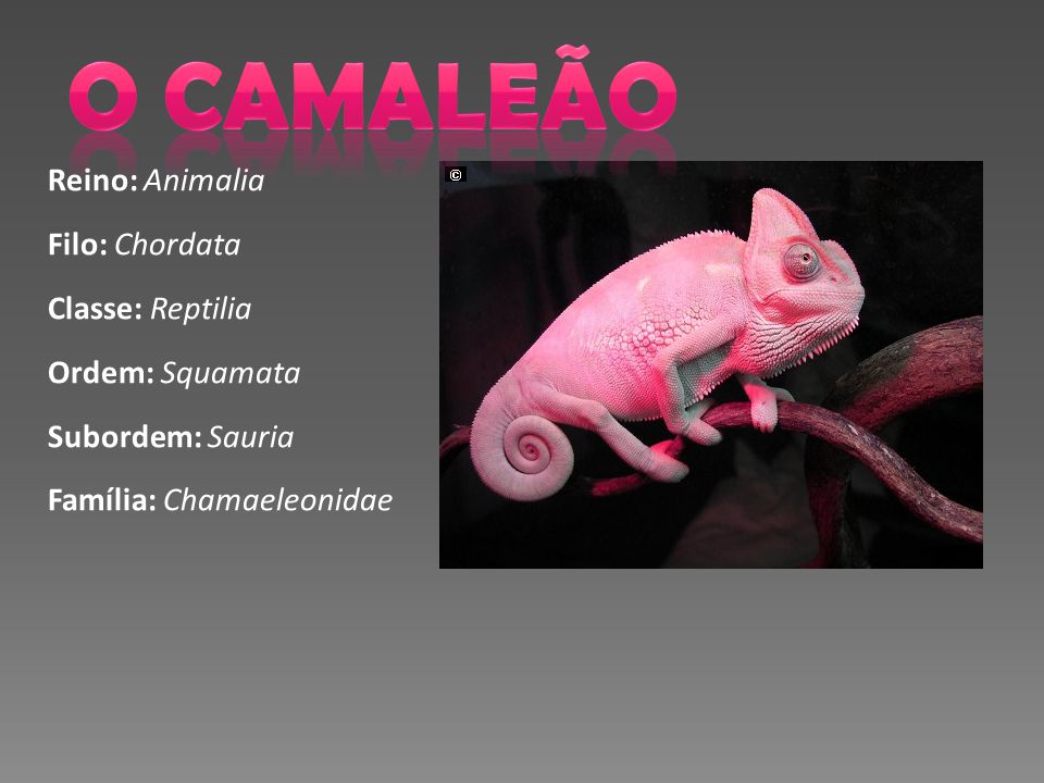 O CAMALEÃO Reino: Animalia Filo: Chordata Classe: Reptilia - ppt ...