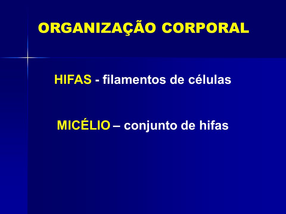 HIFAS - filamentos de células MICÉLIO – conjunto de hifas