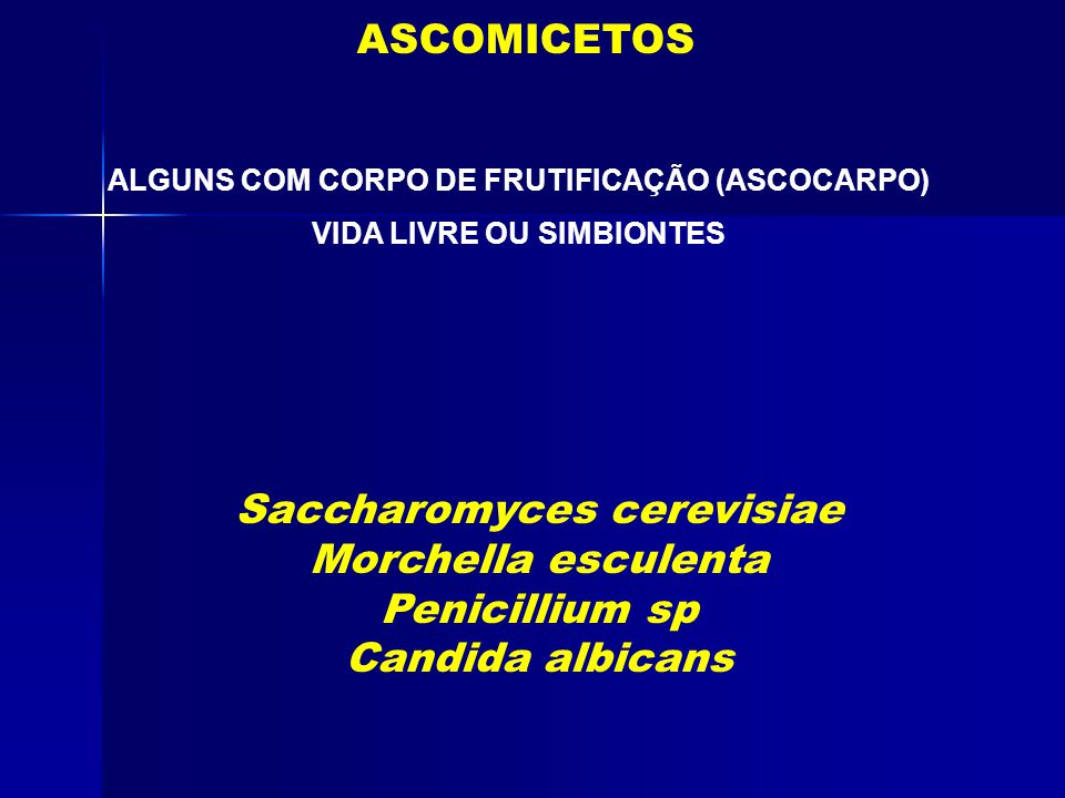Saccharomyces cerevisiae Morchella esculenta Penicillium sp