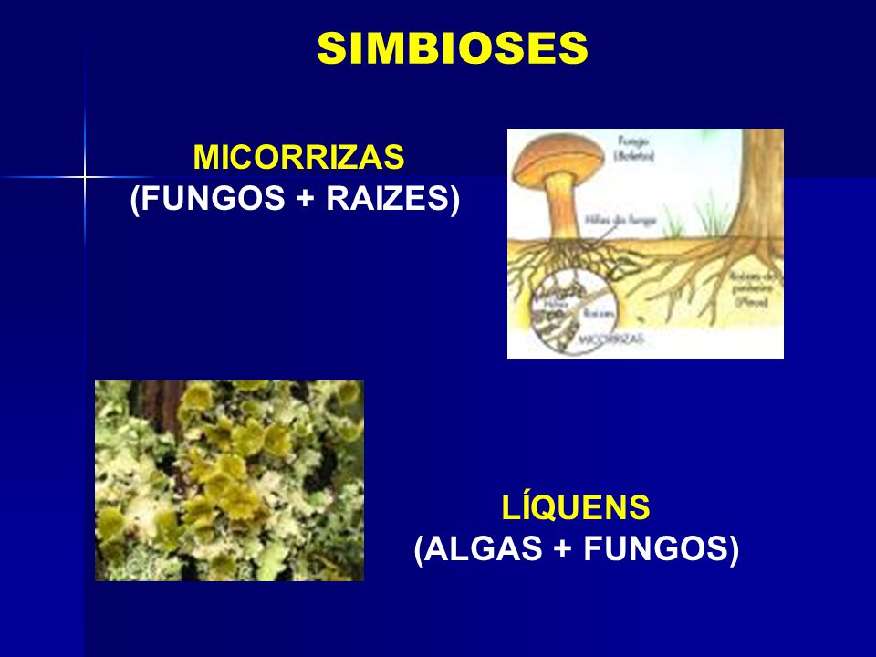 MICORRIZAS (FUNGOS + RAIZES) LÍQUENS (ALGAS + FUNGOS)