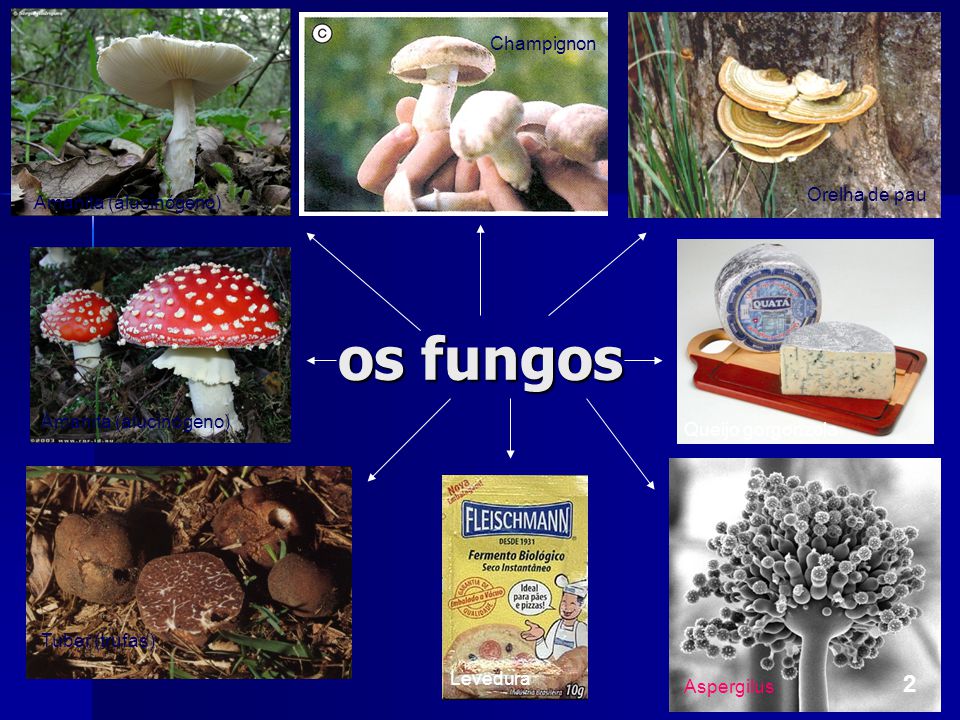os fungos 2 Champignon Orelha de pau Amanita (alucinógeno)