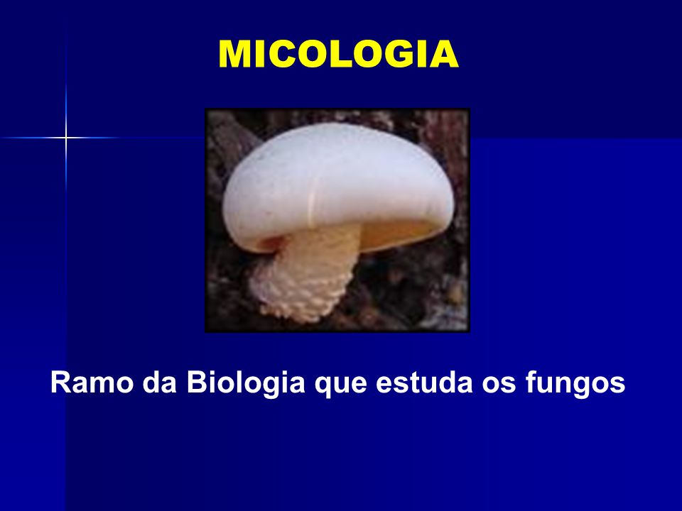Ramo da Biologia que estuda os fungos
