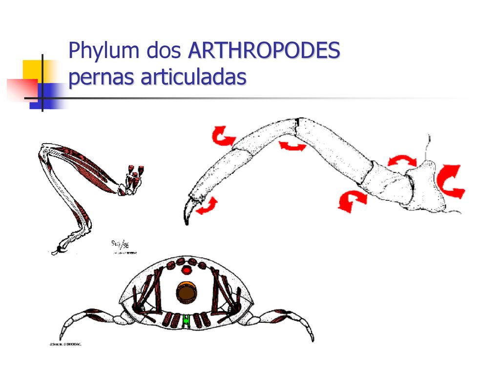 Phylum dos ARTHROPODES pernas articuladas