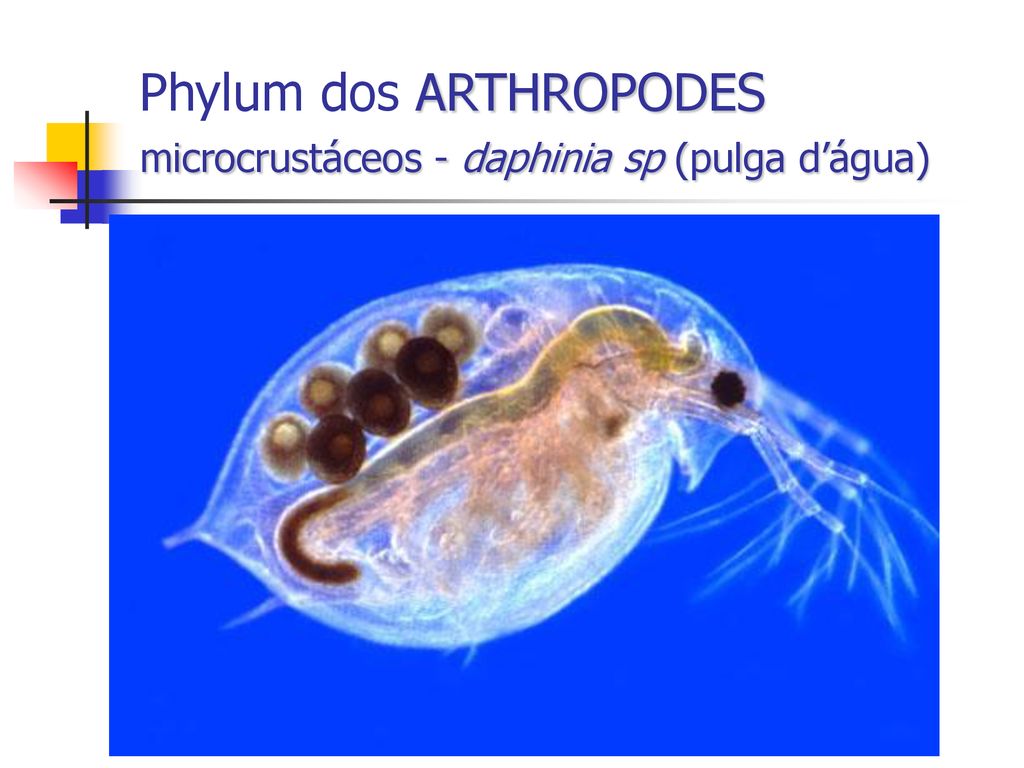 Phylum dos ARTHROPODES microcrustáceos - daphinia sp (pulga d’água)