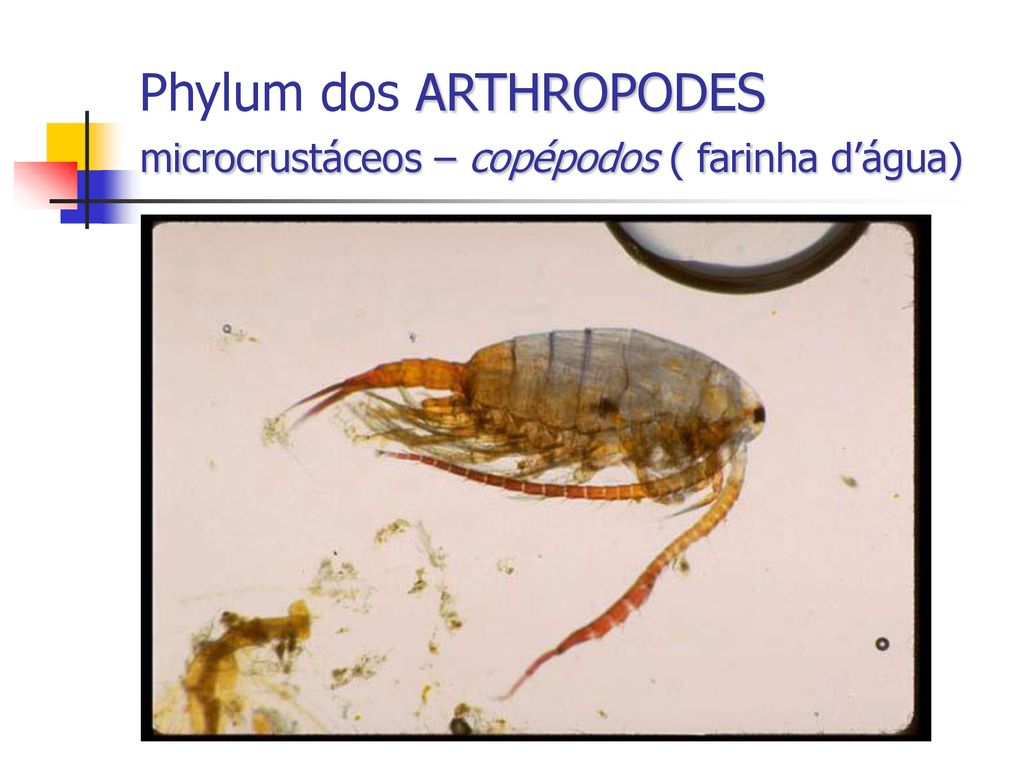 Phylum dos ARTHROPODES microcrustáceos – copépodos ( farinha d’água)