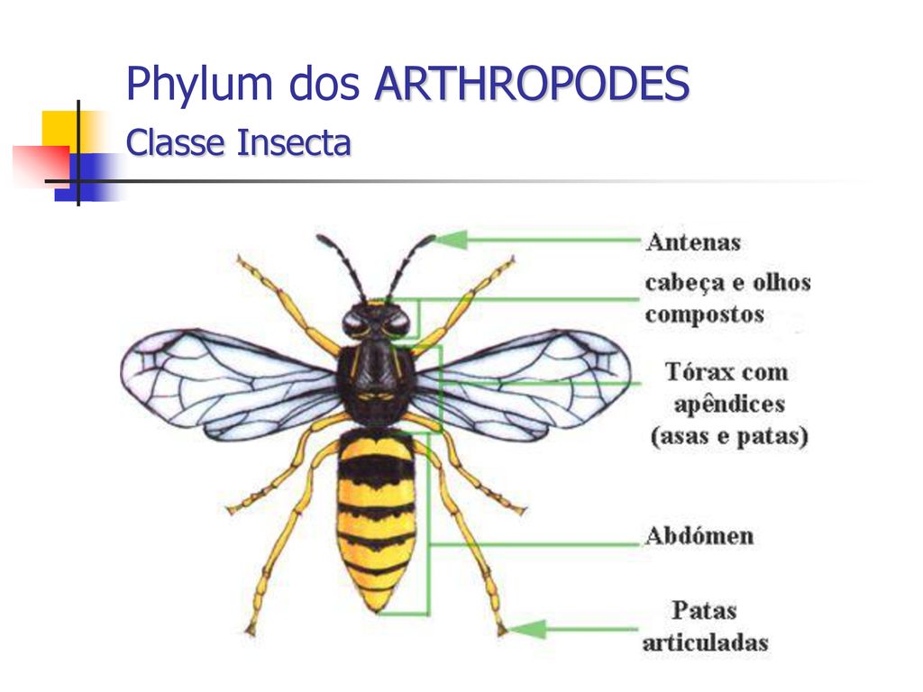 Phylum dos ARTHROPODES Classe Insecta