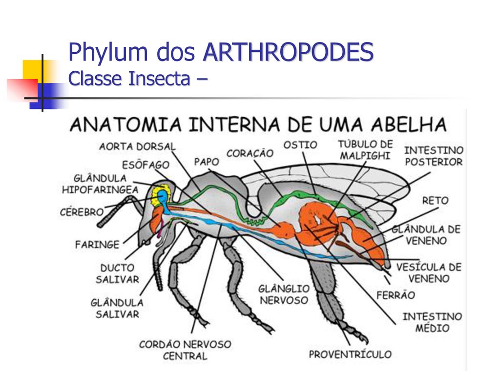 Phylum dos ARTHROPODES Classe Insecta –