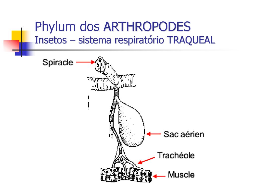 Phylum dos ARTHROPODES Insetos – sistema respiratório TRAQUEAL
