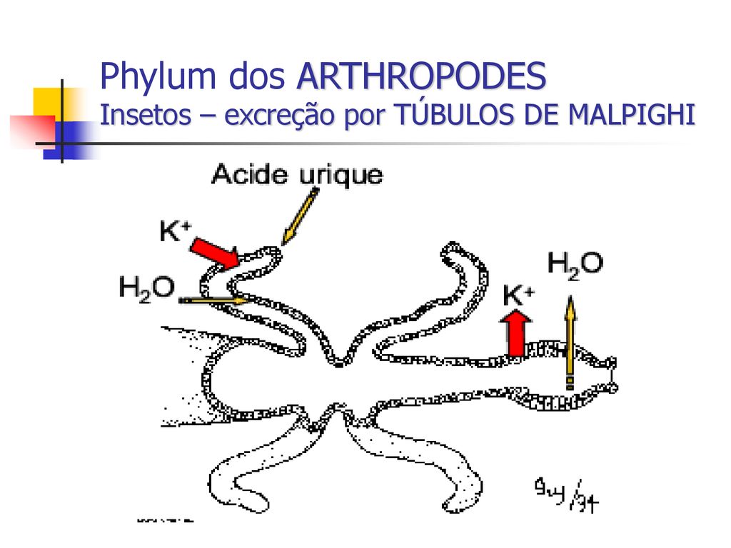 Phylum dos ARTHROPODES Insetos – excreção por TÚBULOS DE MALPIGHI