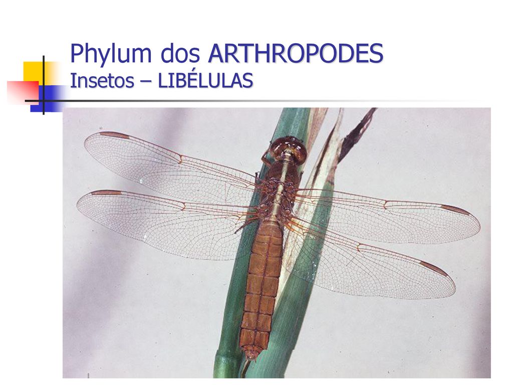 Phylum dos ARTHROPODES Insetos – LIBÉLULAS