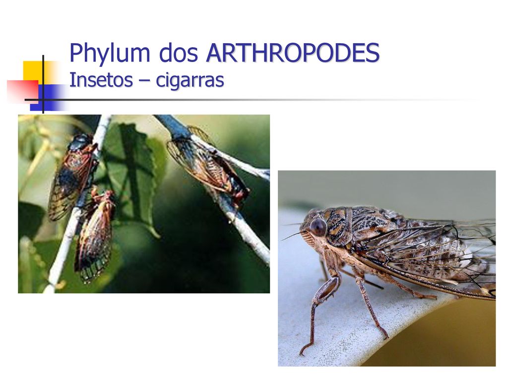 Phylum dos ARTHROPODES Insetos – cigarras