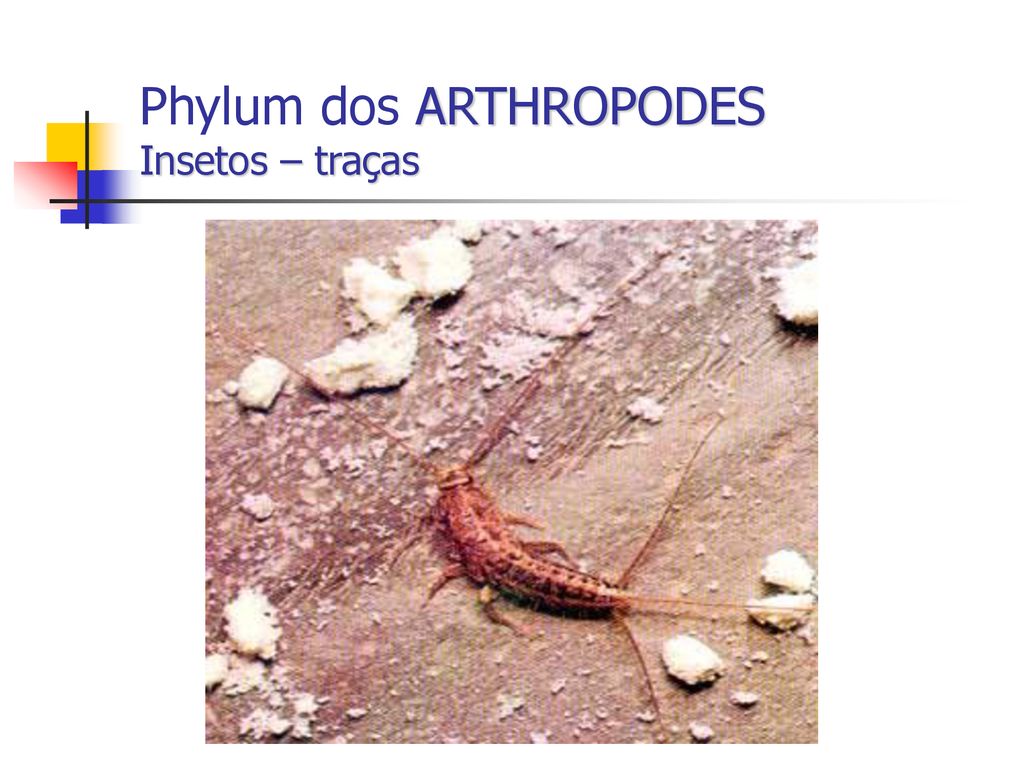 Phylum dos ARTHROPODES Insetos – traças