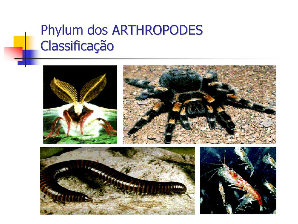 Phylum dos ARTHROPODES Classificação