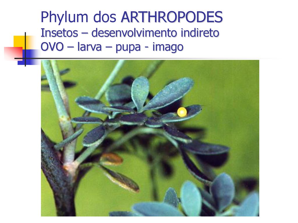 Phylum dos ARTHROPODES Insetos – desenvolvimento indireto OVO – larva – pupa - imago