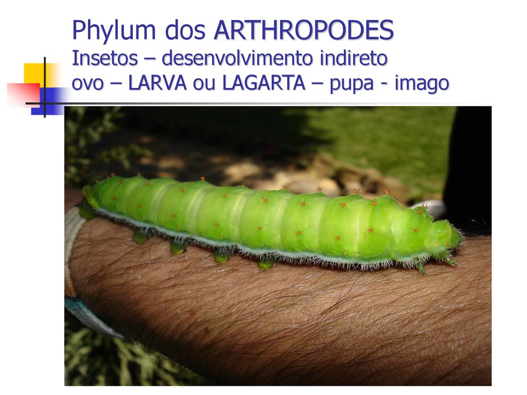 Phylum dos ARTHROPODES Insetos – desenvolvimento indireto ovo – LARVA ou LAGARTA – pupa - imago