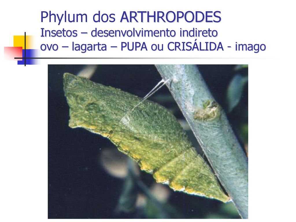 Phylum dos ARTHROPODES Insetos – desenvolvimento indireto ovo – lagarta – PUPA ou CRISÁLIDA - imago