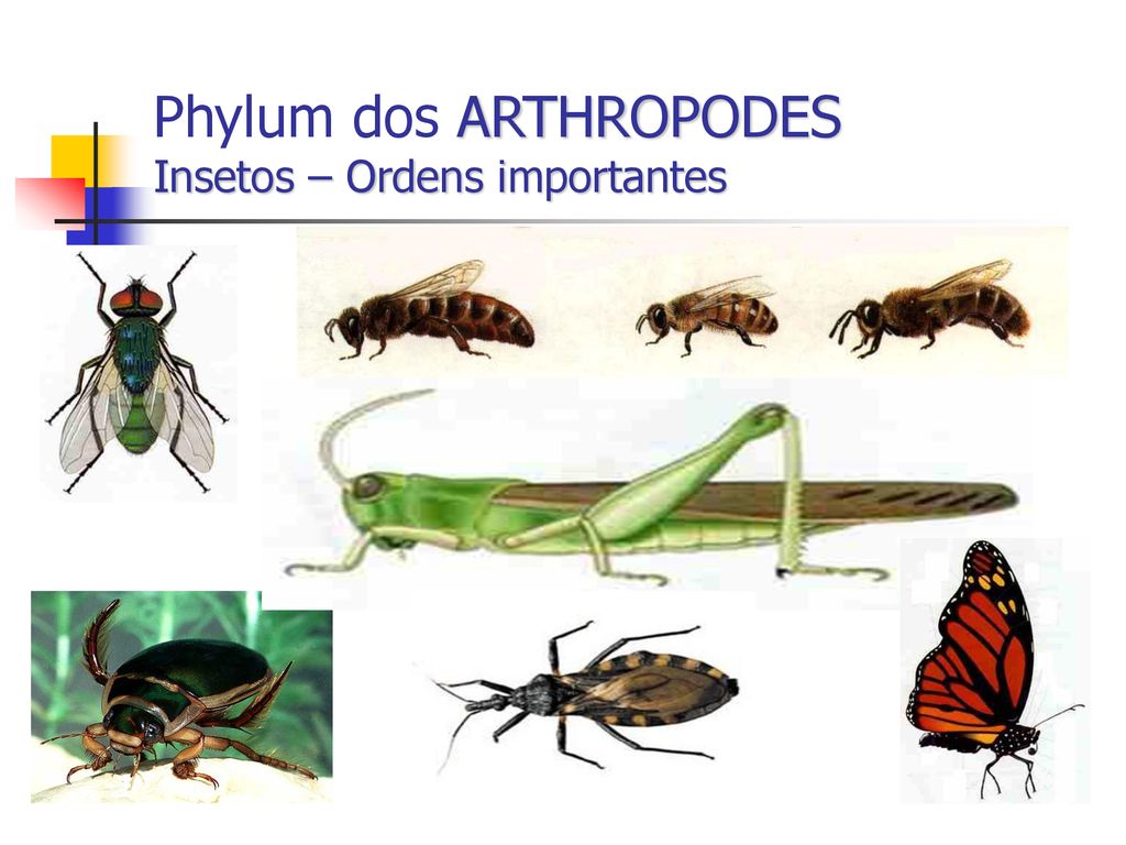 Phylum dos ARTHROPODES Insetos – Ordens importantes