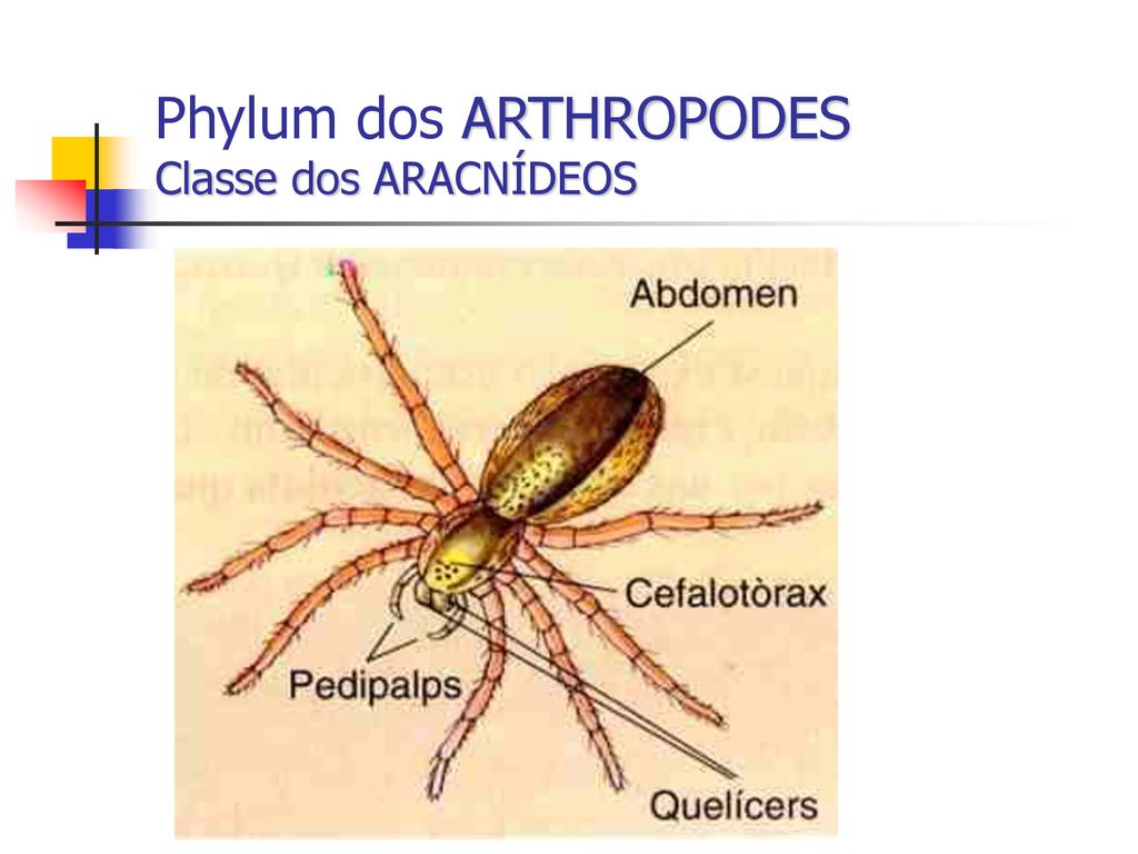 Phylum dos ARTHROPODES Classe dos ARACNÍDEOS
