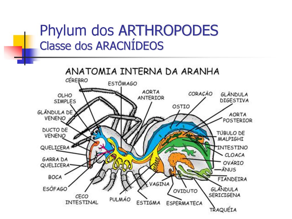 Phylum dos ARTHROPODES Classe dos ARACNÍDEOS