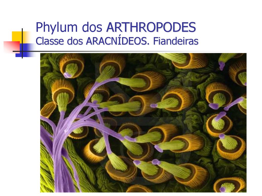 Phylum dos ARTHROPODES Classe dos ARACNÍDEOS. Fiandeiras