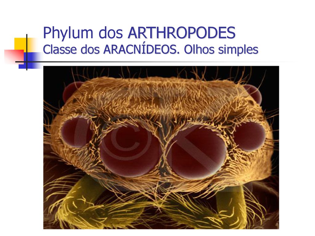 Phylum dos ARTHROPODES Classe dos ARACNÍDEOS. Olhos simples
