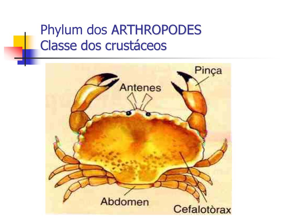 Phylum dos ARTHROPODES Classe dos crustáceos