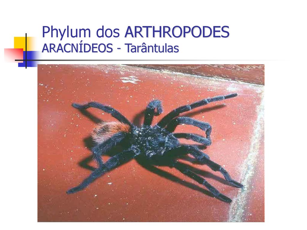 Phylum dos ARTHROPODES ARACNÍDEOS - Tarântulas