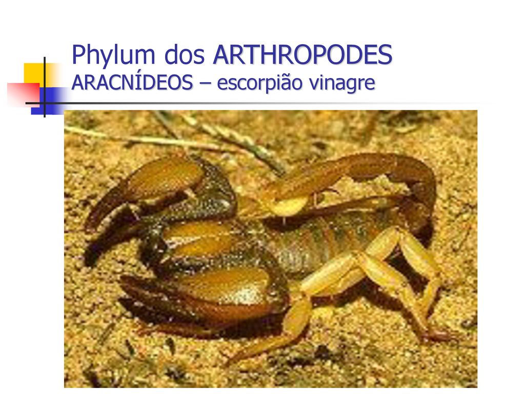 Phylum dos ARTHROPODES ARACNÍDEOS – escorpião vinagre