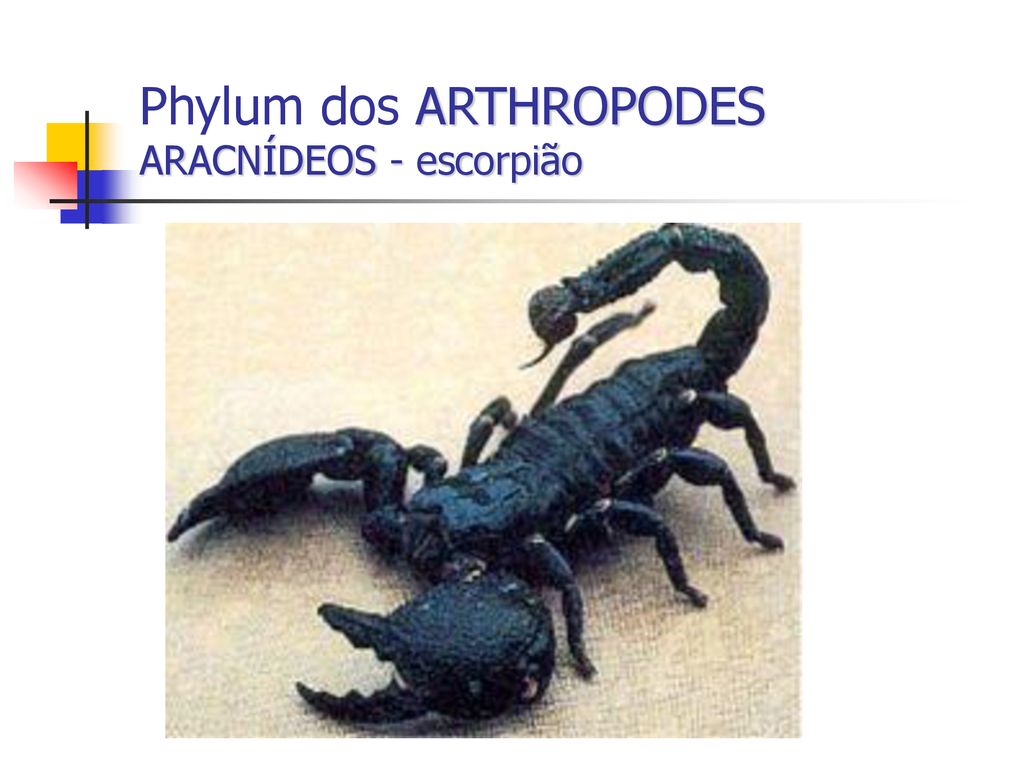 Phylum dos ARTHROPODES ARACNÍDEOS - escorpião