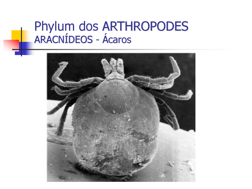 Phylum dos ARTHROPODES ARACNÍDEOS - Ácaros