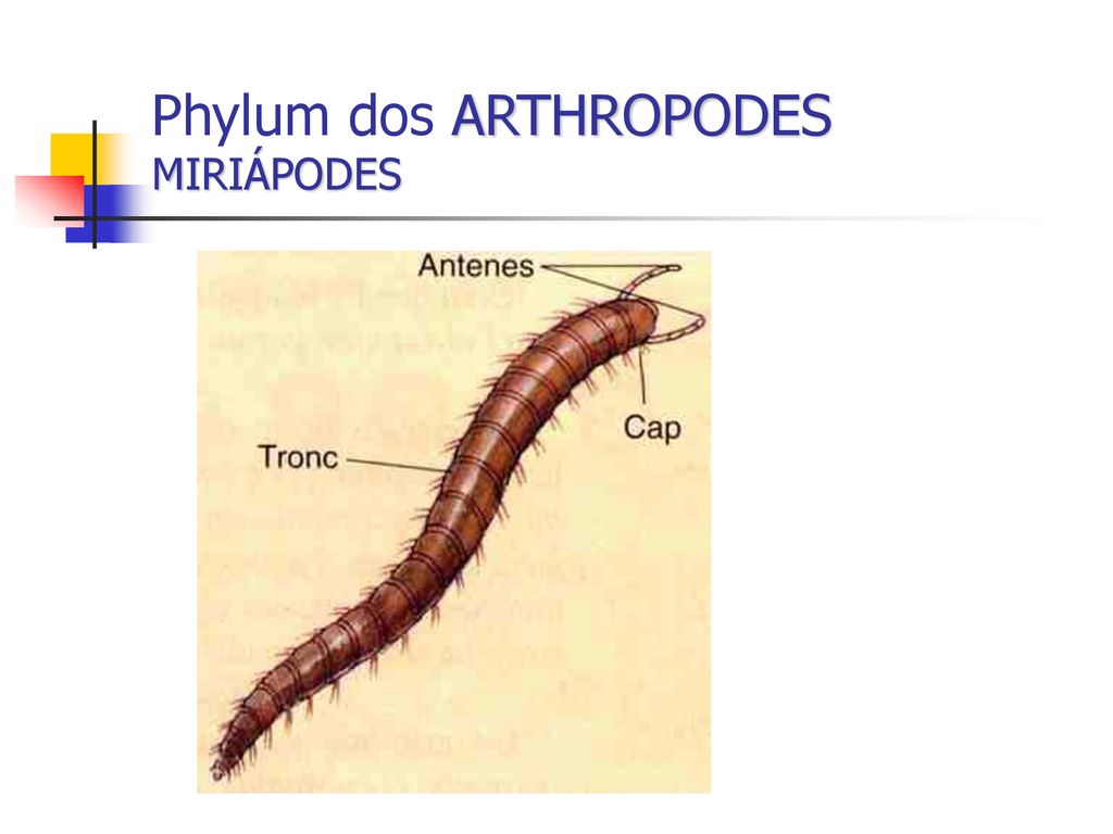Phylum dos ARTHROPODES MIRIÁPODES