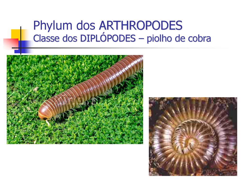 Phylum dos ARTHROPODES Classe dos DIPLÓPODES – piolho de cobra
