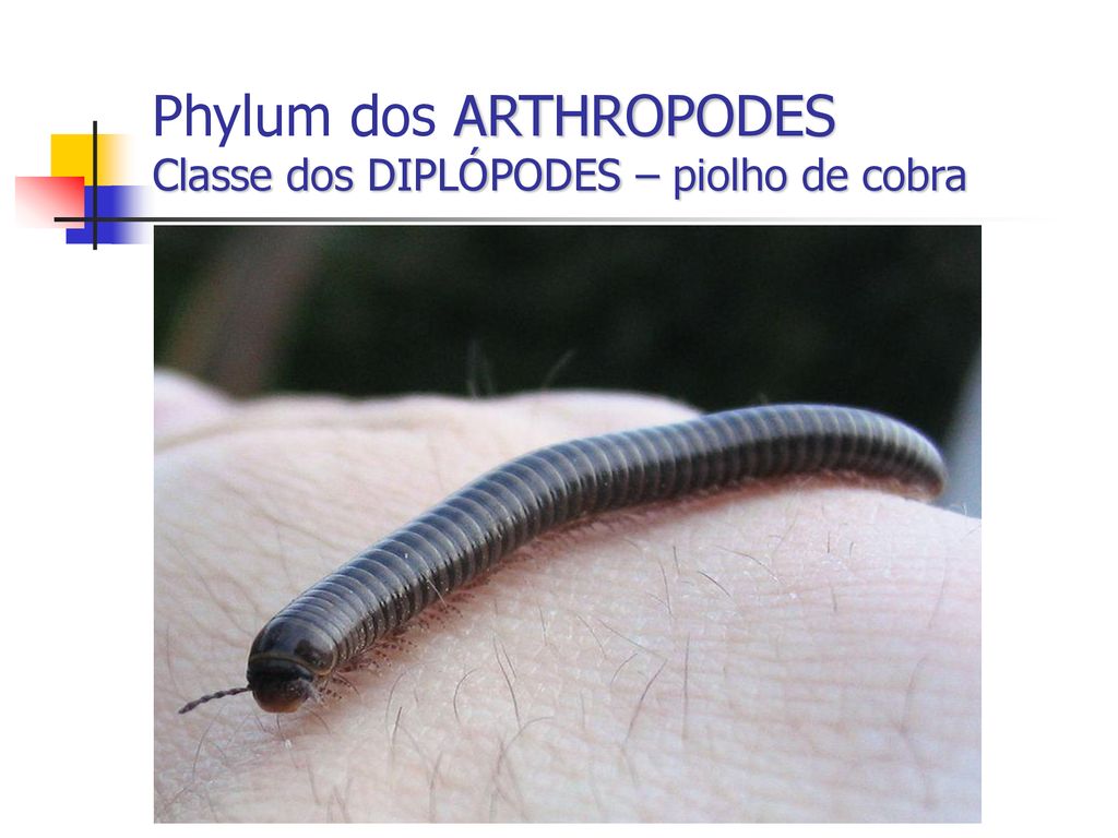 Phylum dos ARTHROPODES Classe dos DIPLÓPODES – piolho de cobra