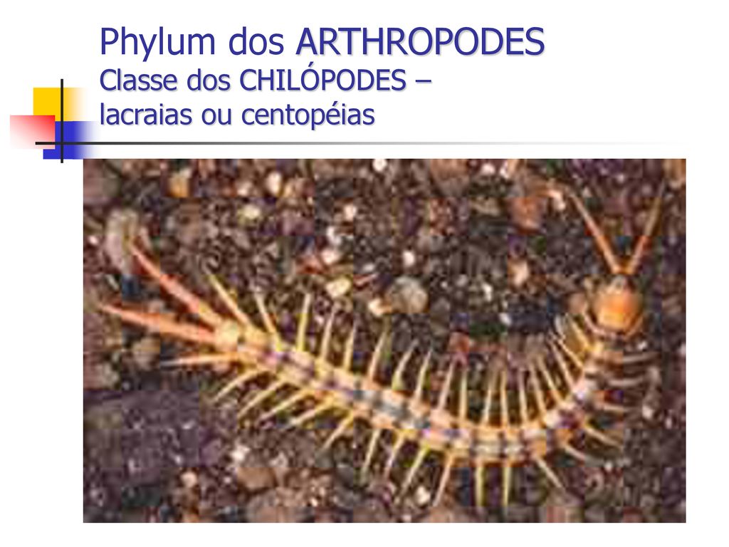 Phylum dos ARTHROPODES Classe dos CHILÓPODES – lacraias ou centopéias