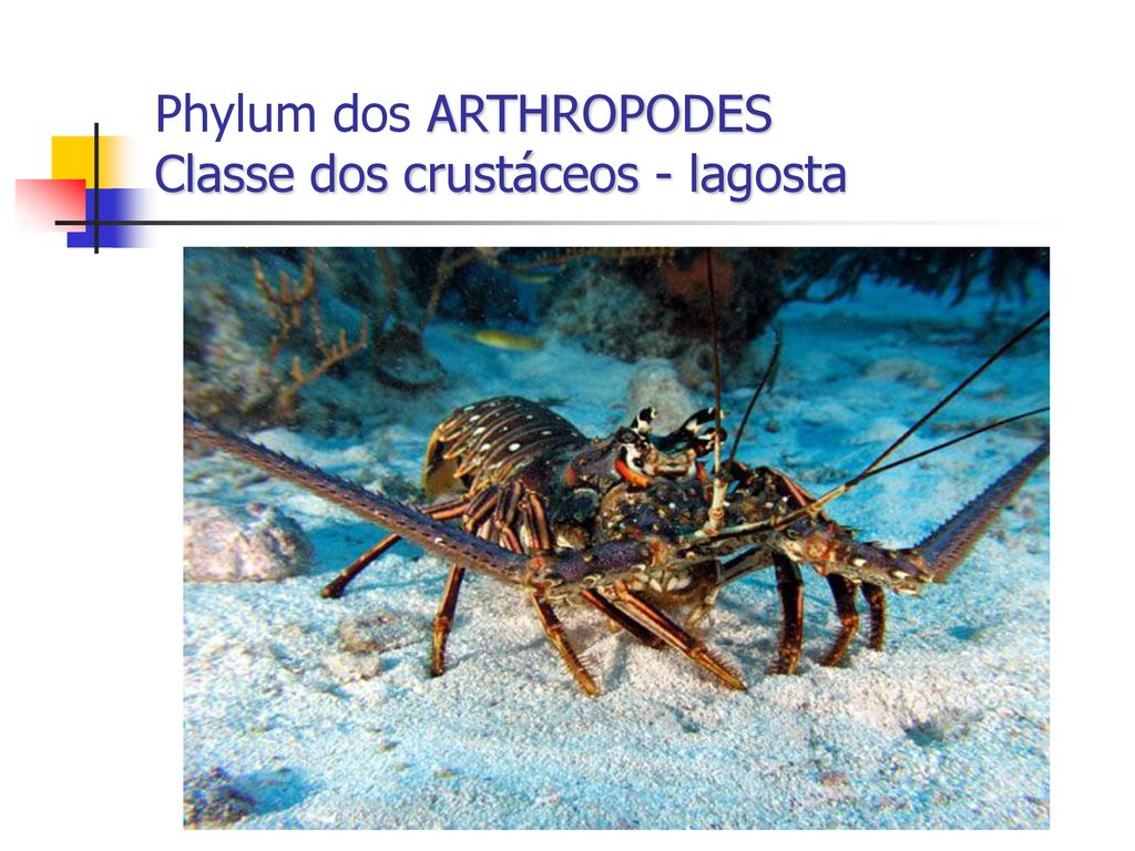 Phylum dos ARTHROPODES Classe dos crustáceos - lagosta