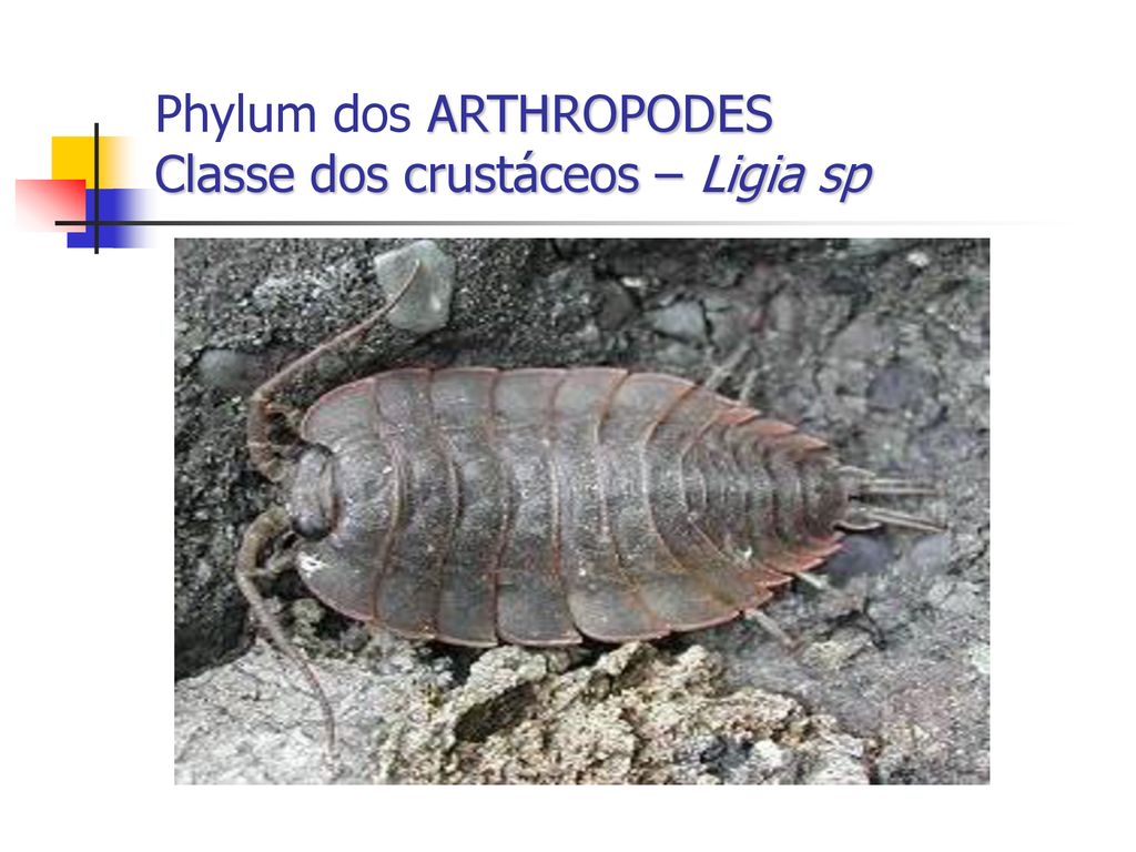 Phylum dos ARTHROPODES Classe dos crustáceos – Ligia sp