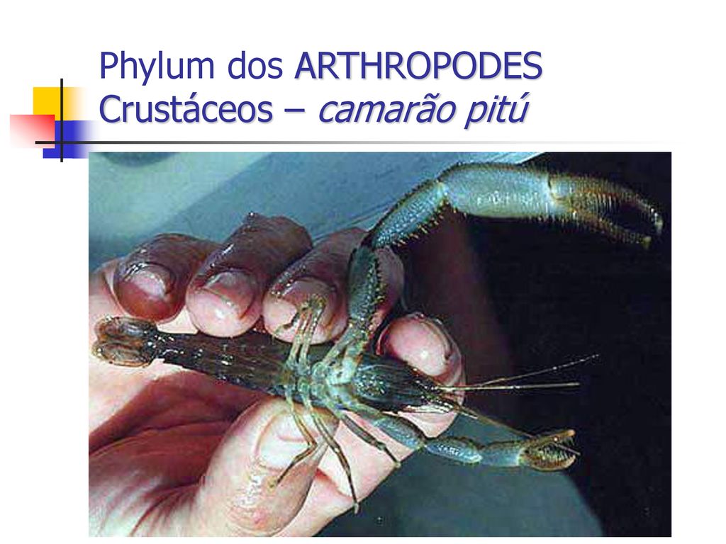 Phylum dos ARTHROPODES Crustáceos – camarão pitú