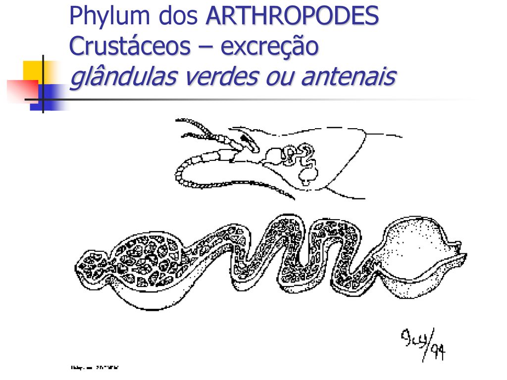 Phylum dos ARTHROPODES Crustáceos – excreção glândulas verdes ou antenais