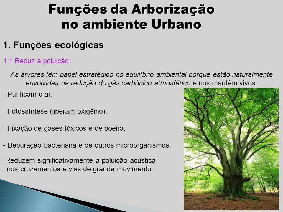 Funções da Arborização