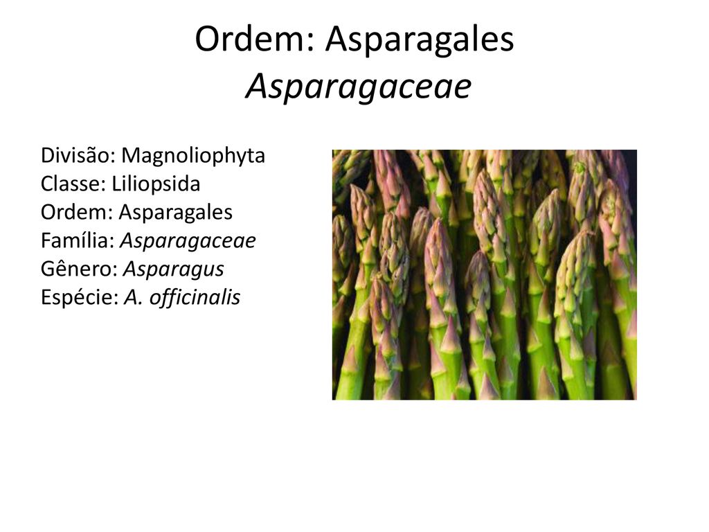 Características Monocotiledôneas - ppt carregar